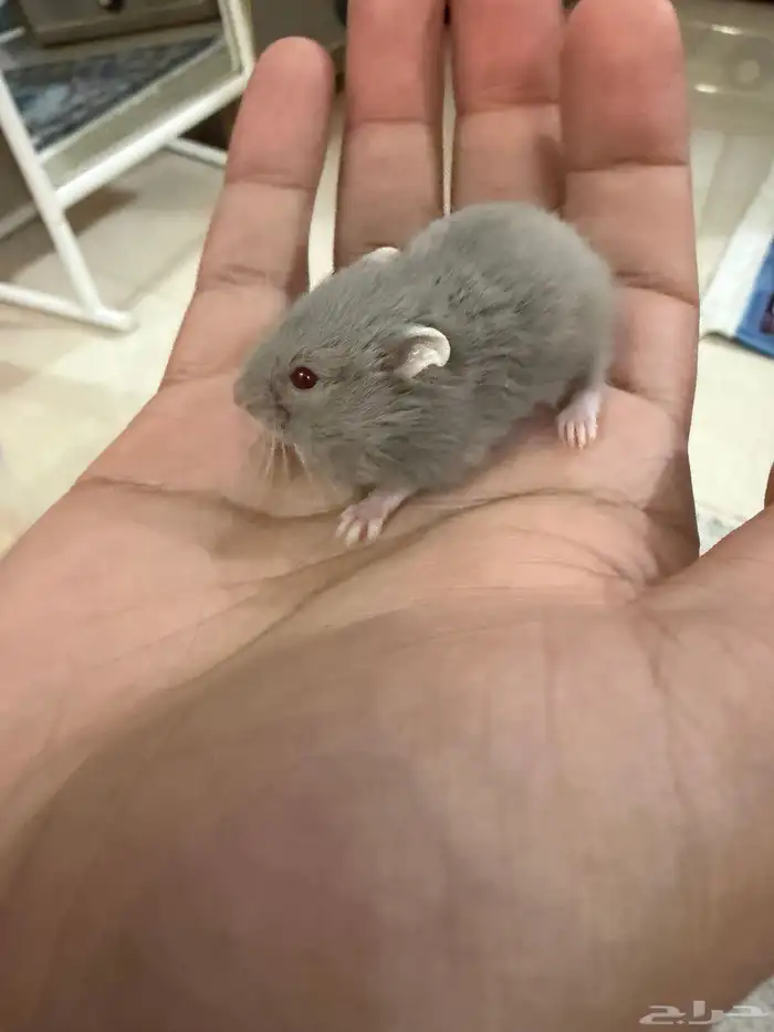 هامستر ب 15 ريال فقط 13