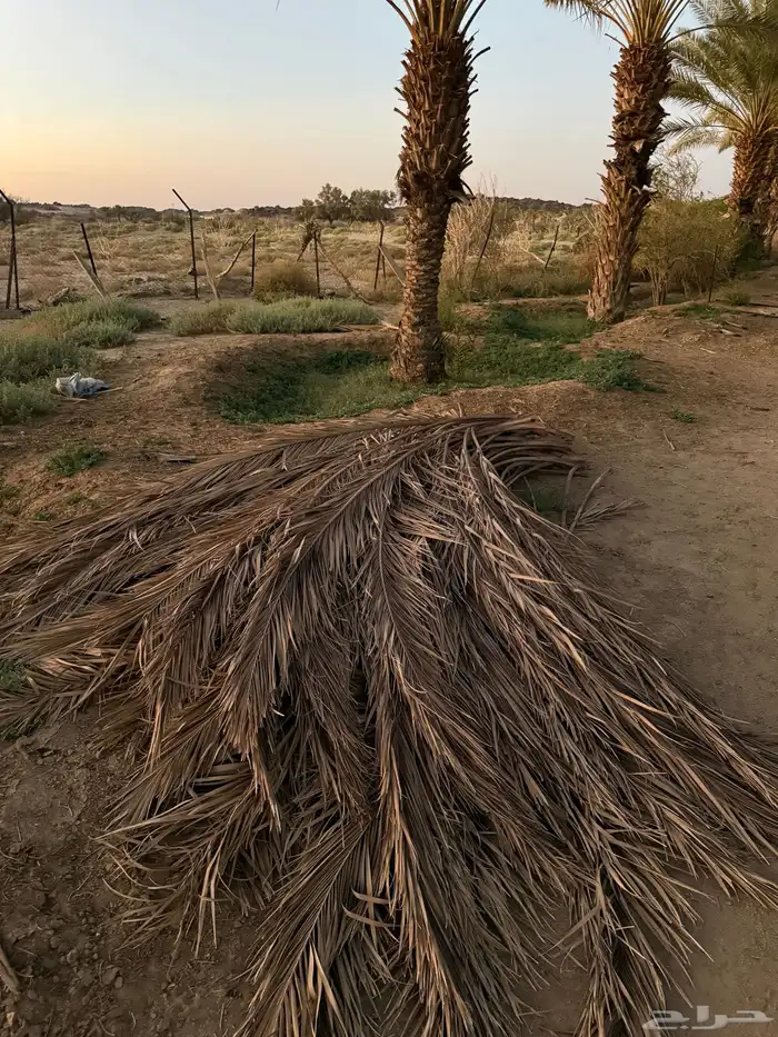 جريد سعف نخل 1