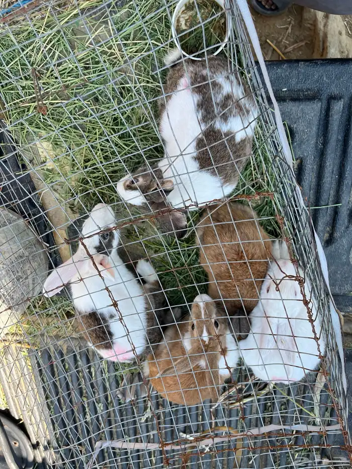 ارانب للبيع 5