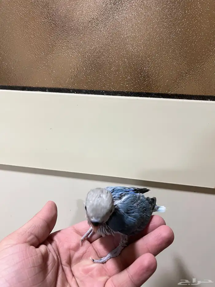 فرخ روز فايلوت ( أزرق ) 0