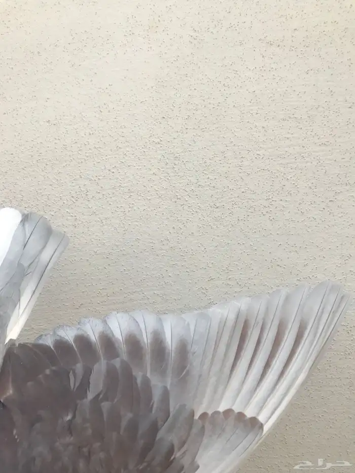 قطايف عرق الدمويات 19