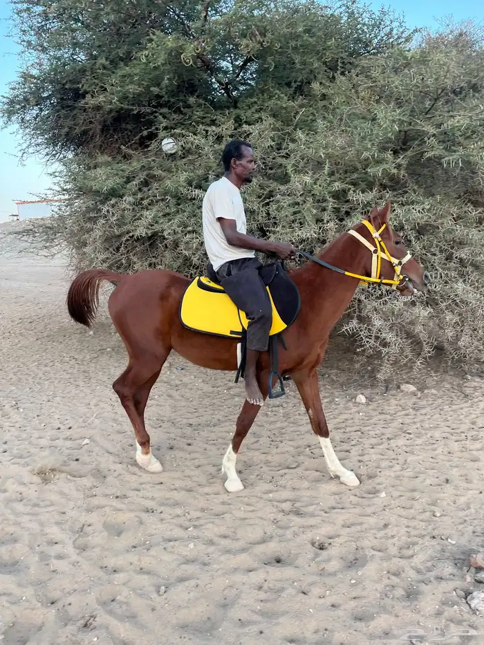 خيل شعبي مهر 2