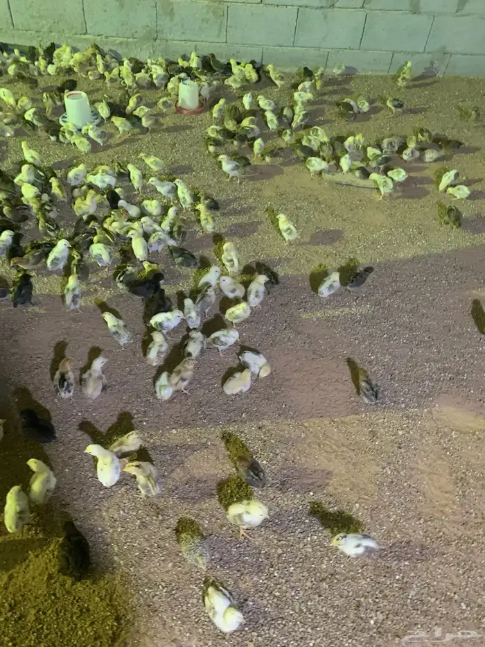 صوص بلدي  فيومي 2