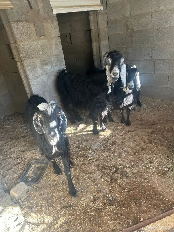 معزا عارضيه 0