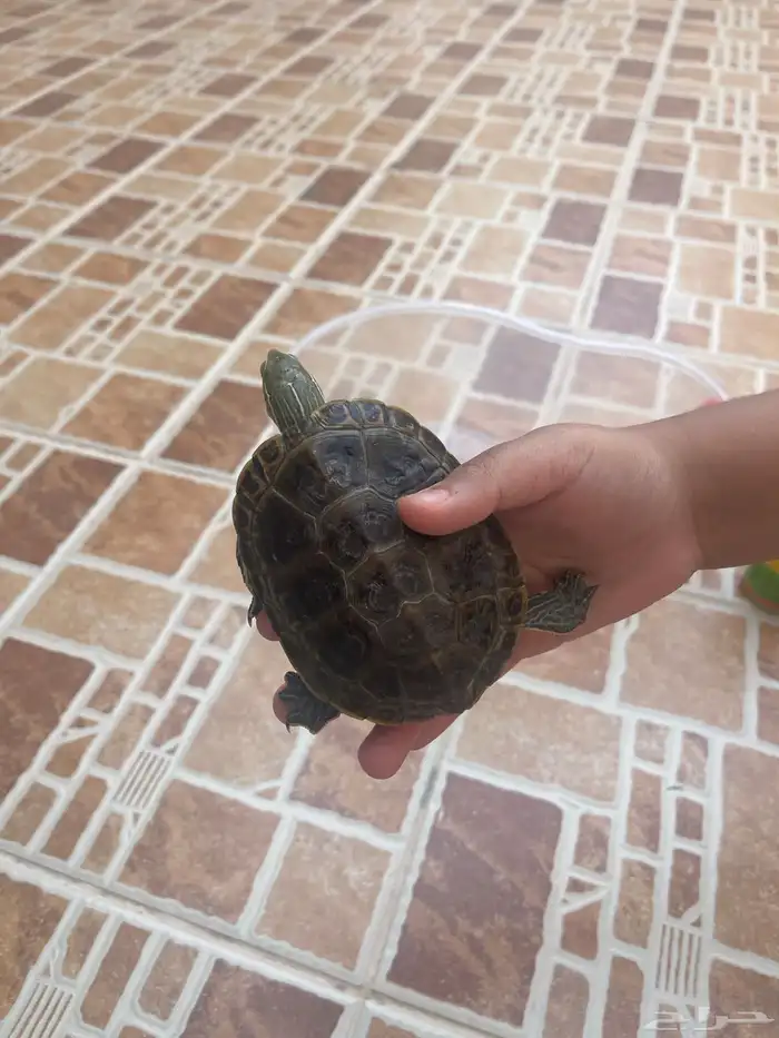 سلحفتان للبيع 1