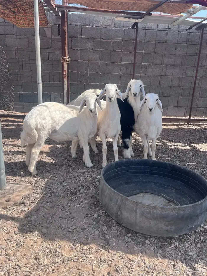 للبيع طليان ذبايح 1