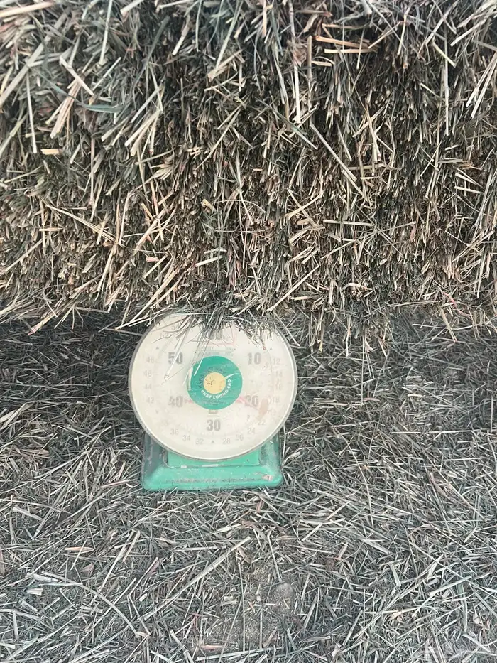 علف بلوبنك صافي 1