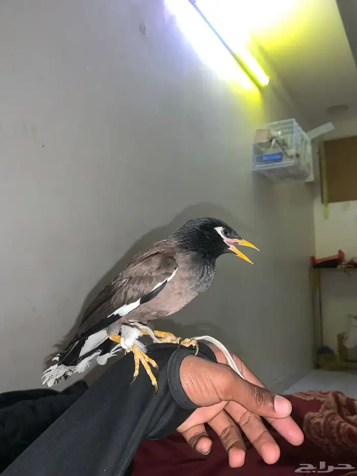 يسمينا أليفه 1