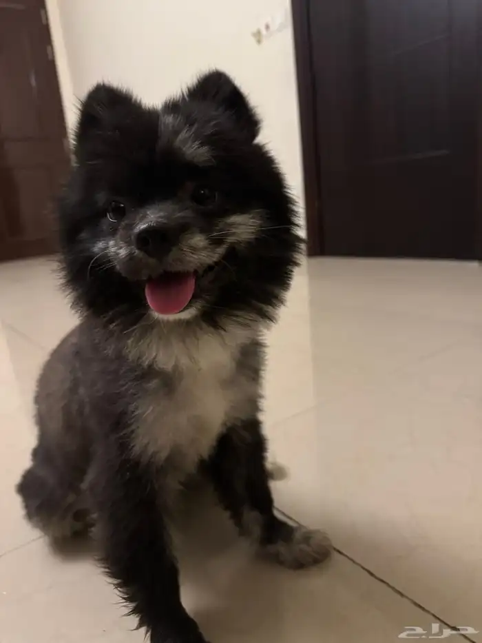 كلب جرو بومرينيان ذكر - معقم 0