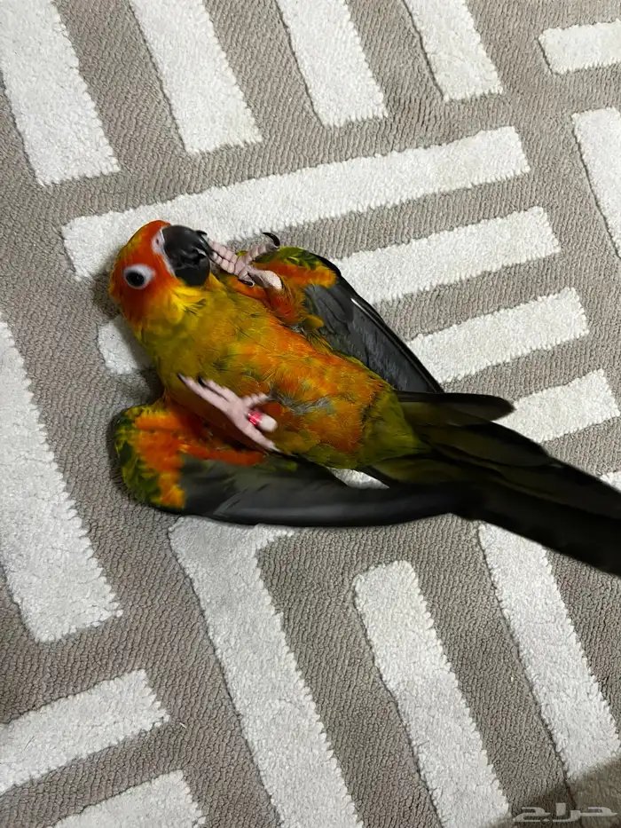 صن كنيور اليف هدد خارجي نشبه 2