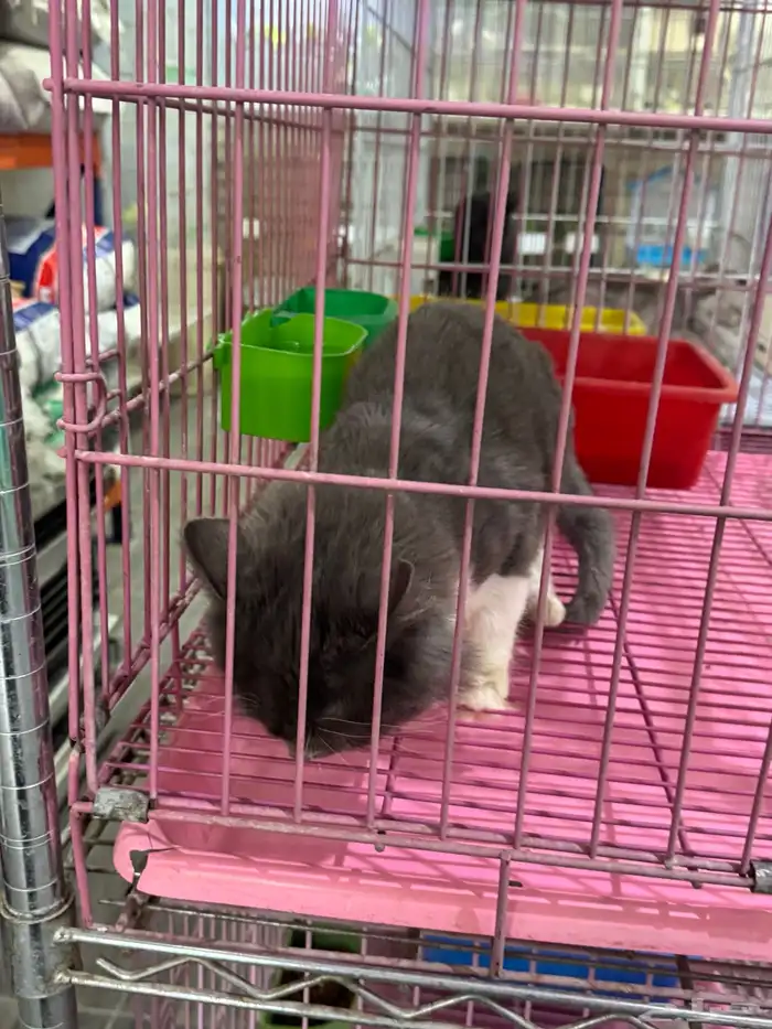 قطة شيرازيه للبيع 2