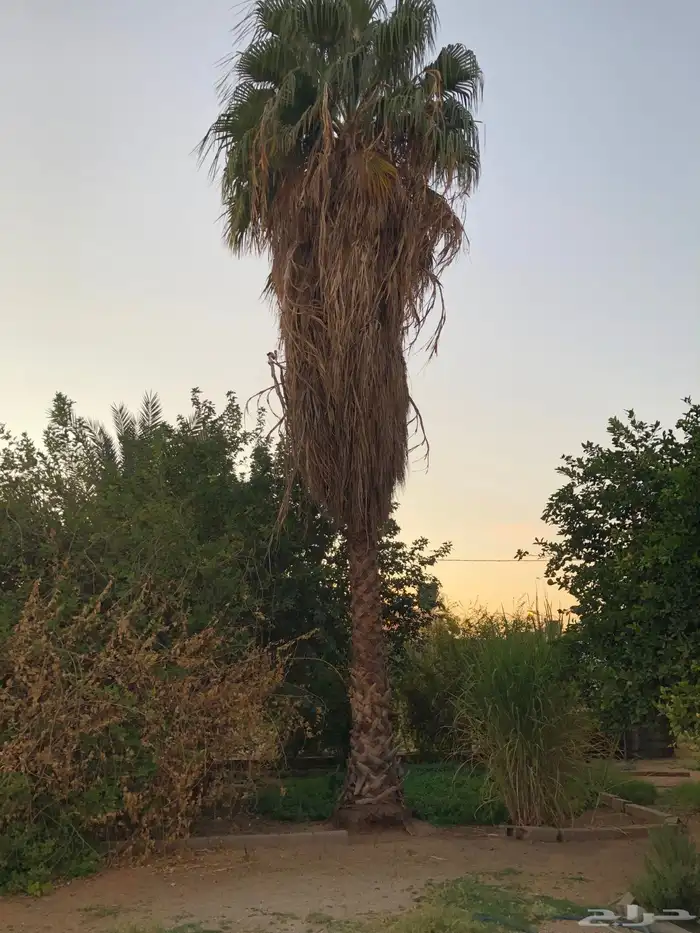 نخل واشنطني 1