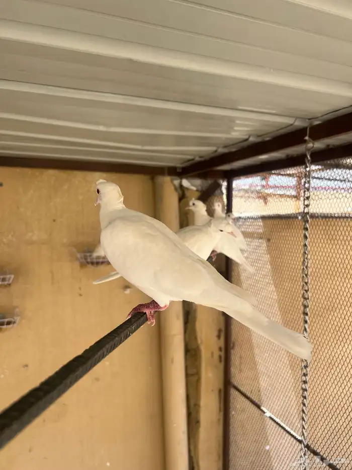 حمام ياكريم هولندي ابيض صك عيون حمر 0