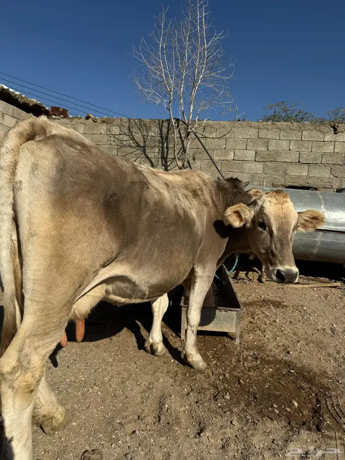 بقرة المانية للبيع 0