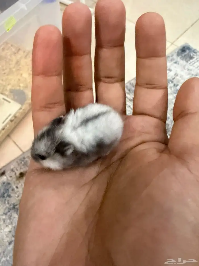 هامستر ب 15 ريال فقط 2