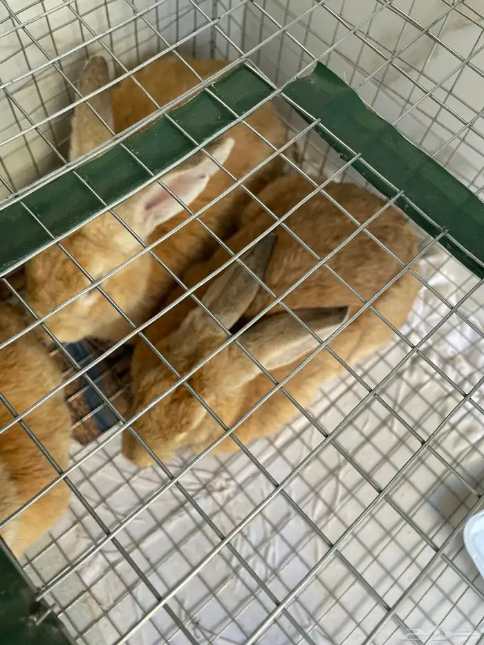 ارانب للبيع 1