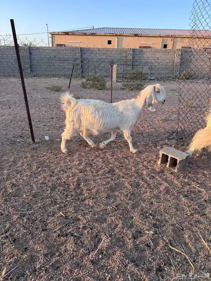 معزا مصريات جم دفيع وحليب 13