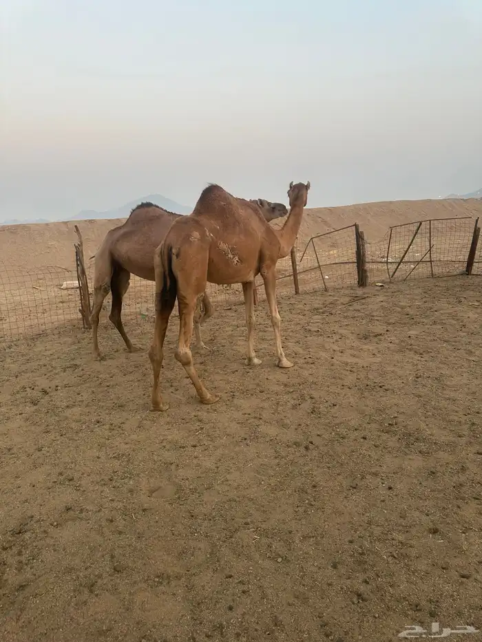 ناقتين سواحل على ضراب صغار سن 3