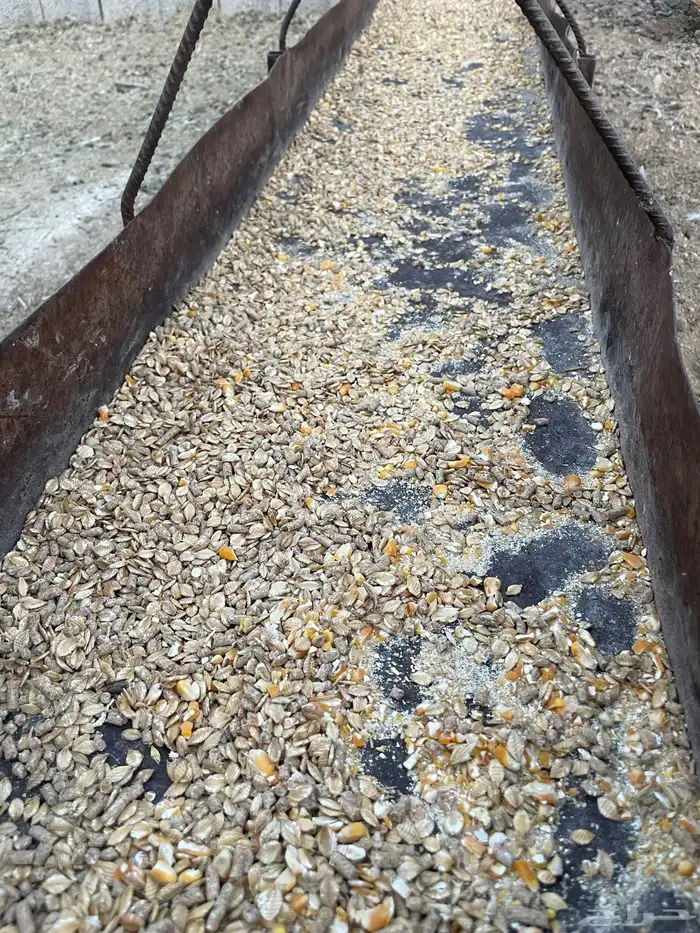 ذبايح طليان ورخال فل شحم شرط نظافه 3