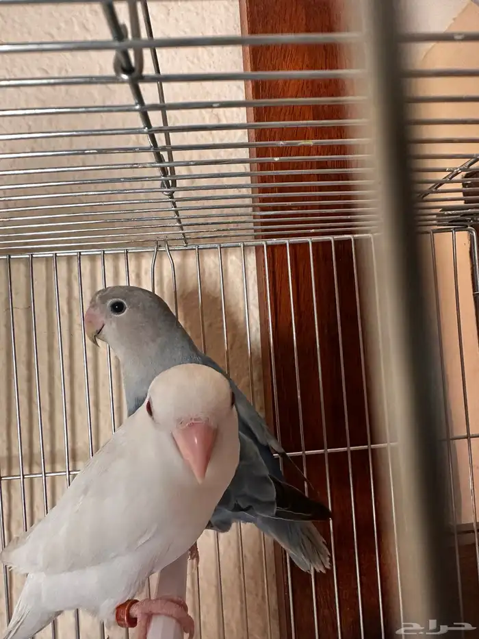 Beautiful Pair of Lovebirds for Sale   Healthy   Active 1