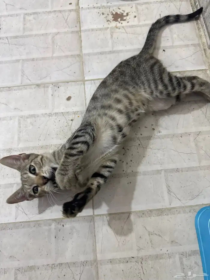 قطط للتبني 11