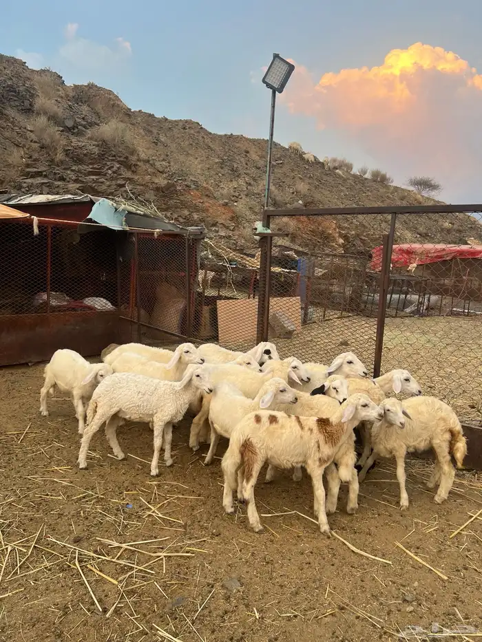 طليان ورخال 1