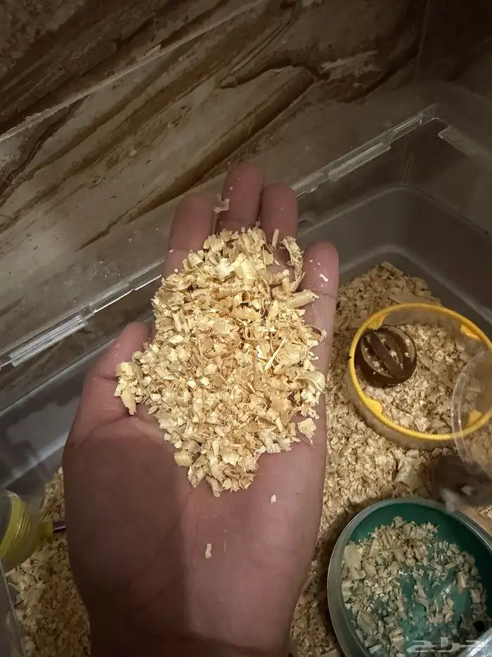 هامستر ب 15 ريال فقط 17