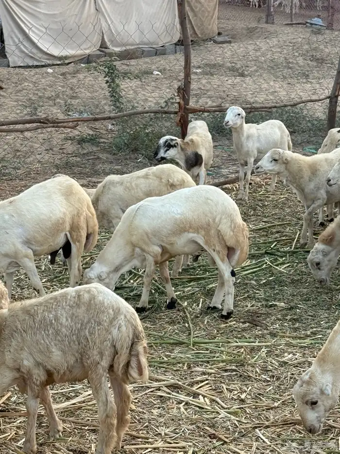 خرفان للبيع 2