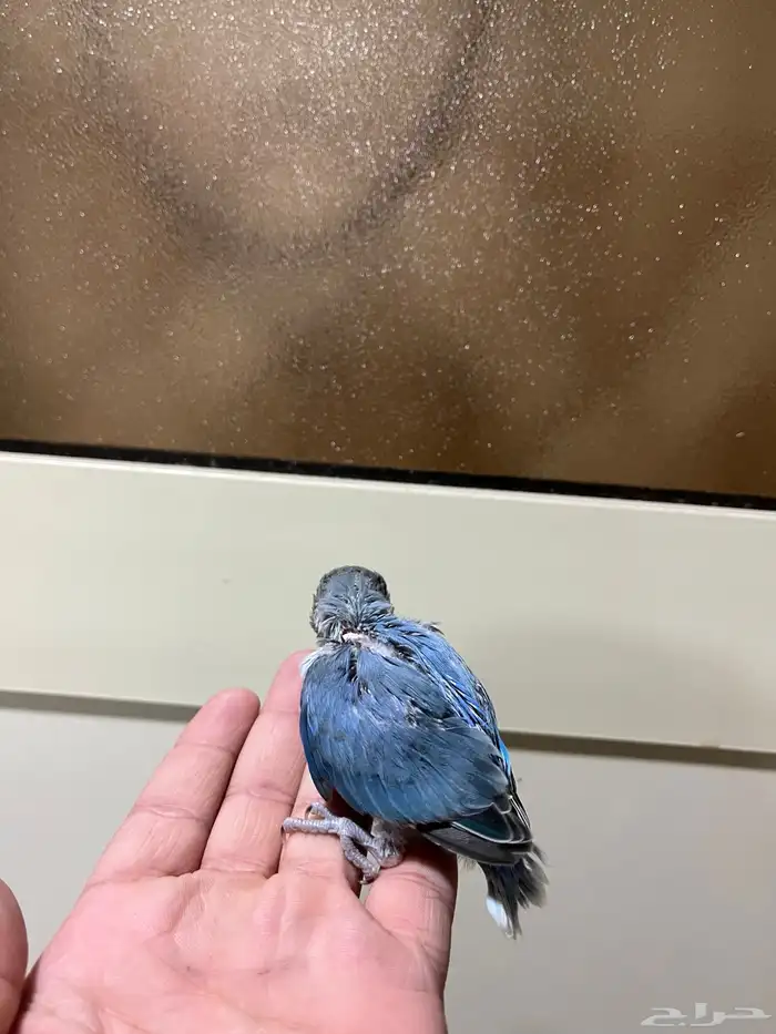 فرخ روز فايلوت ( أزرق ) 3