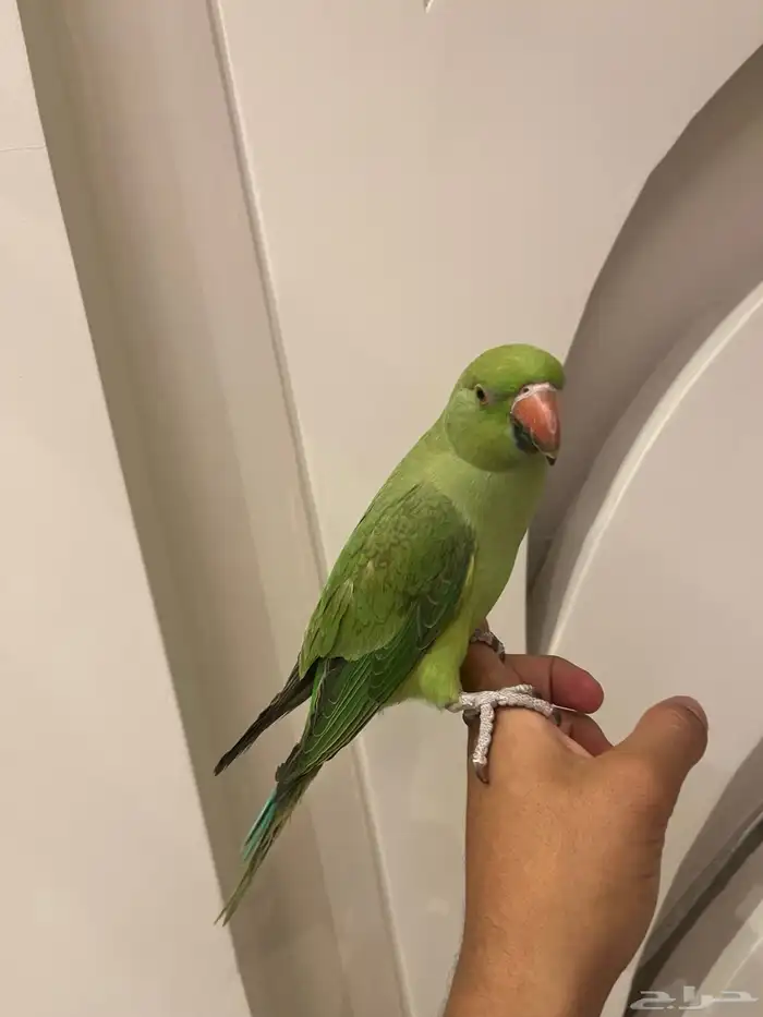 فرخ دره اليف 1