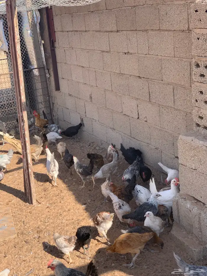 دجاج بلدي ساجر 0