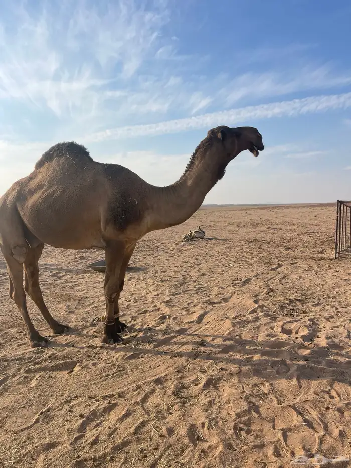 بعير دبياني سدس على الشرط 2