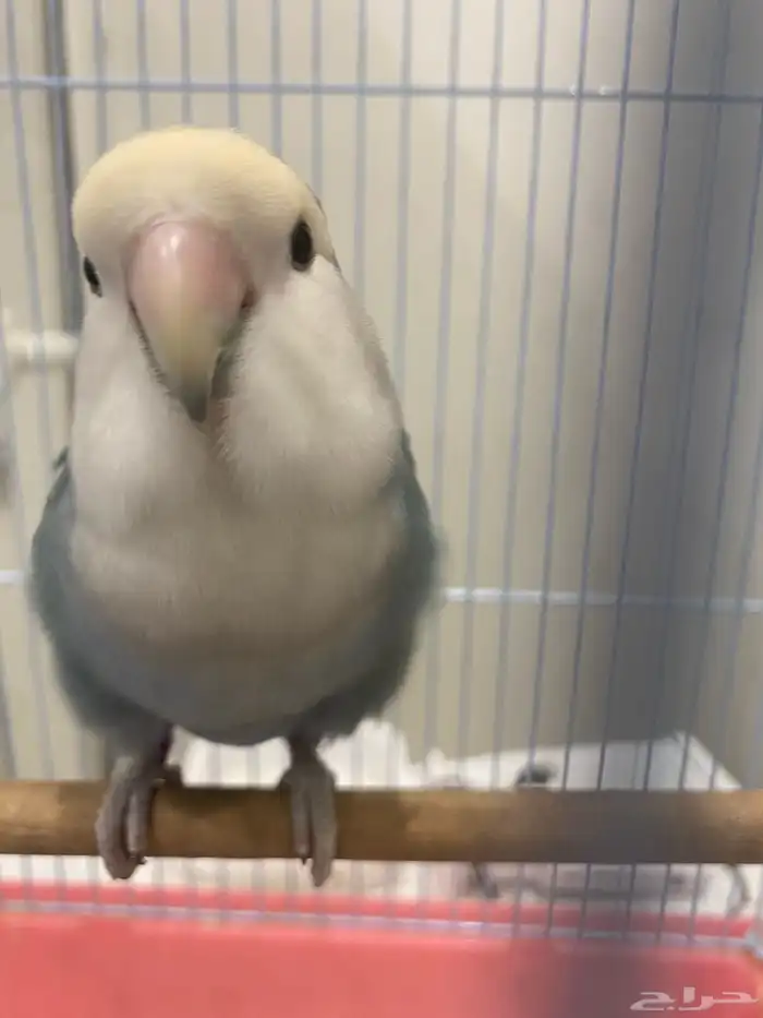 طير روز البيع على السوم 1