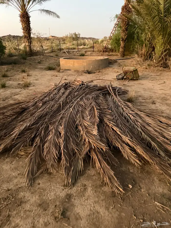 جريد سعف نخل 4