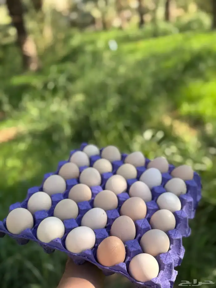 براهما - صيصان ابيض صك - اطباق بيض 9