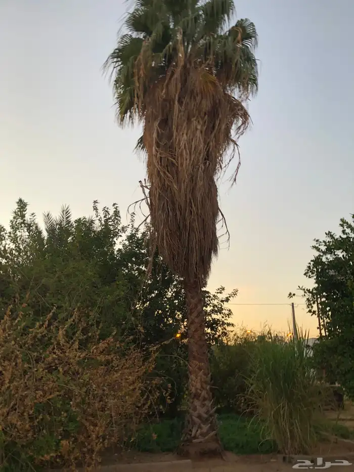 نخل واشنطني 0