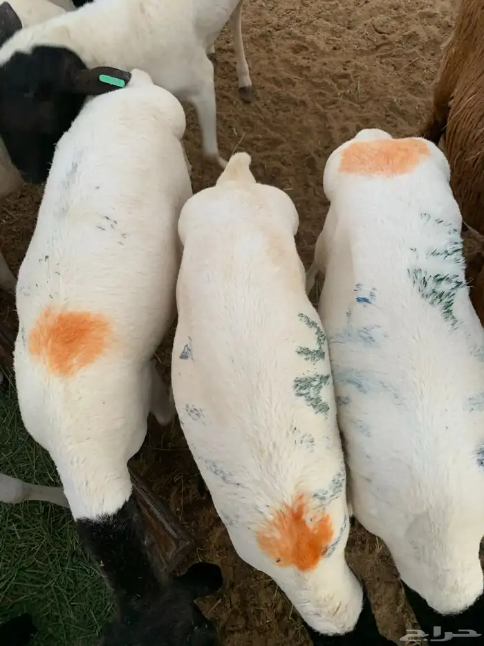 برابر مرابي شهرين مقفله 5