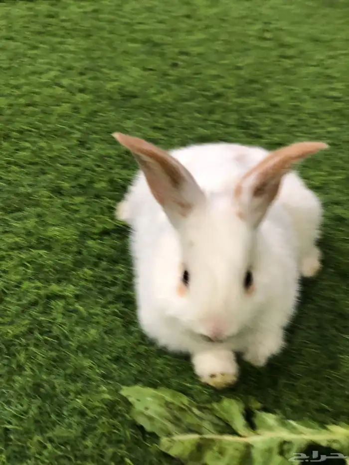 ارانب صغار 2