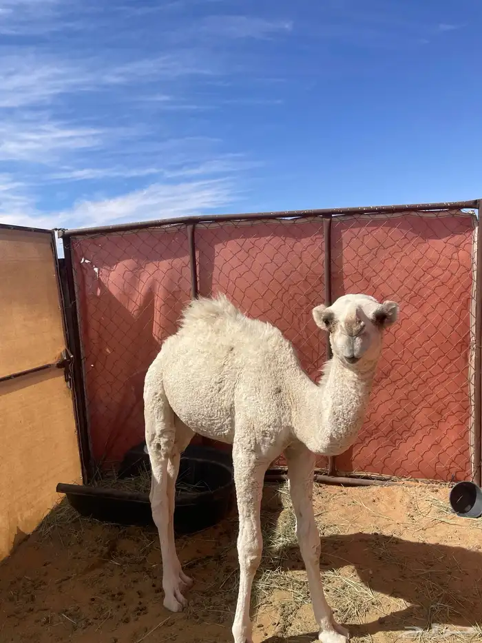 قعود لباني طيب 0