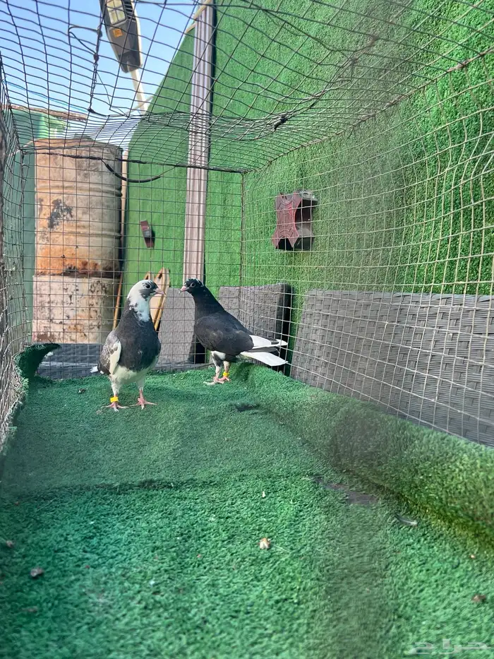 حمام قطايف طبات 10