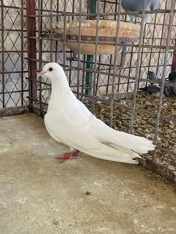 حمام صنعاوي 5