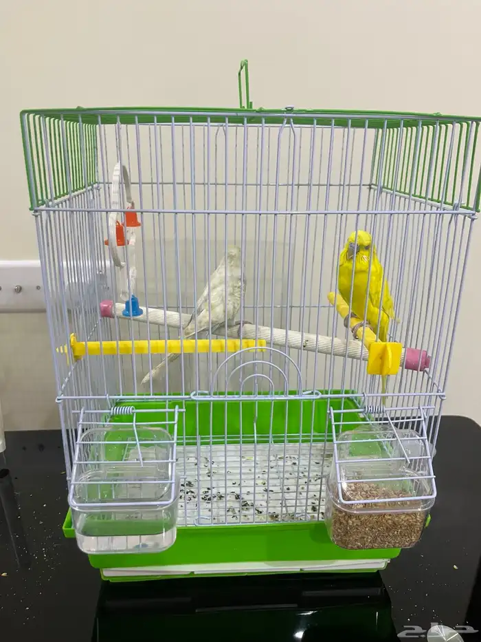 عصافير بادجي جوز 0