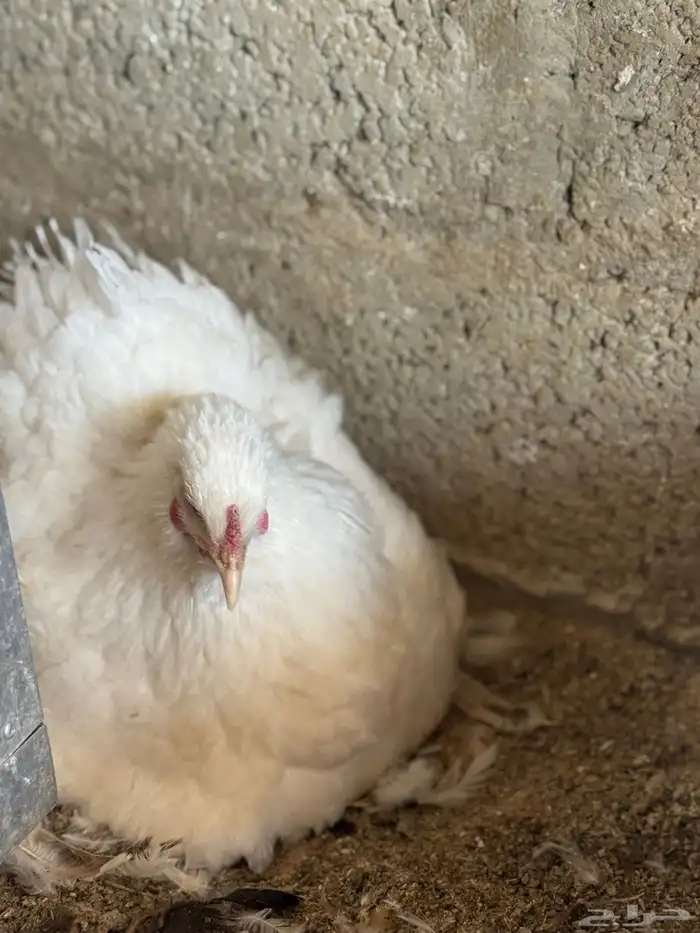 براهما - صيصان ابيض صك - اطباق بيض 4