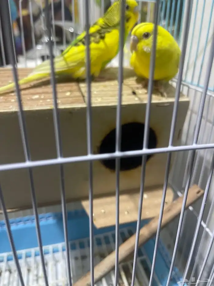 طيور الحب ذكر ونثى صحه شرط 1