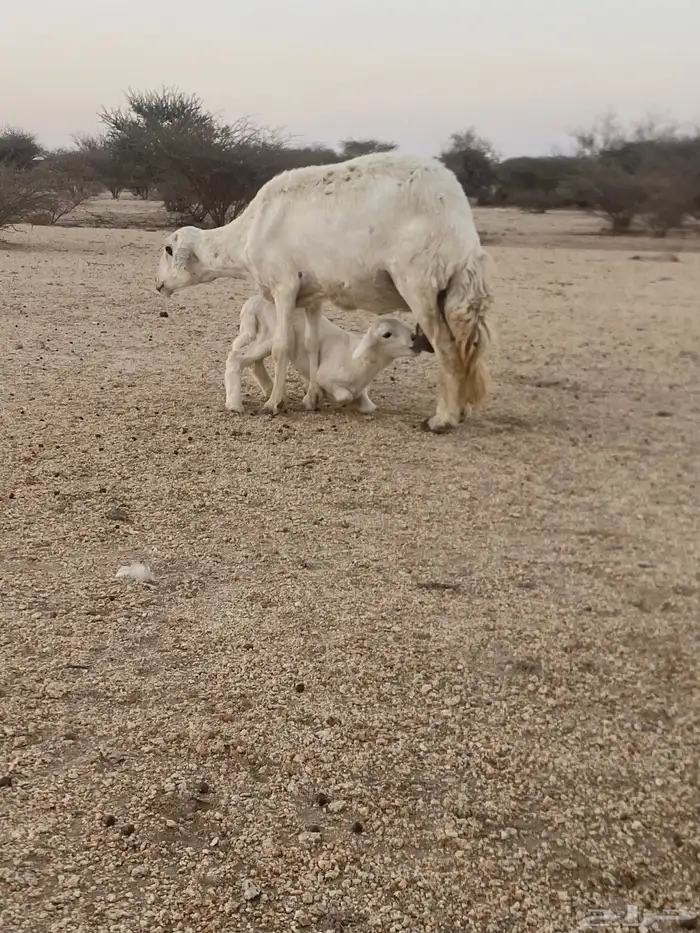 ضان وليد ودفيع 4