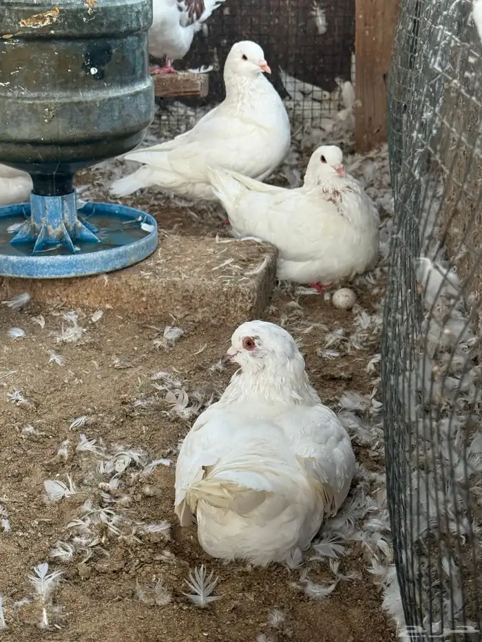 للبيع حمام كنق سوبر جامو 4