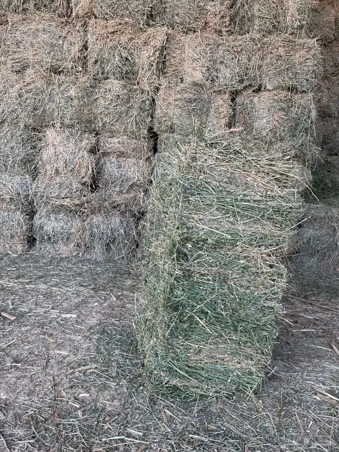 ذرة جيزانيه ناعمه   برسيم صافي ورق 6