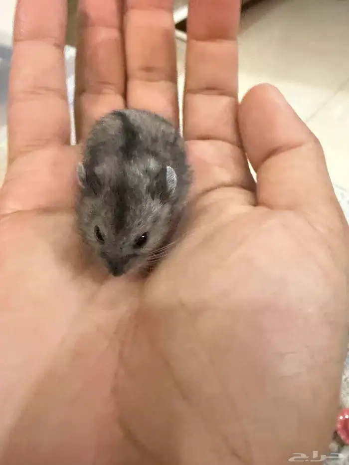 هامستر ب 15 ريال فقط 7