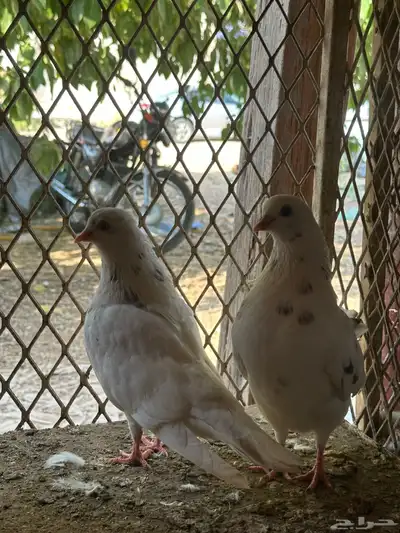 قلاب كورة ودجاج للبيع index