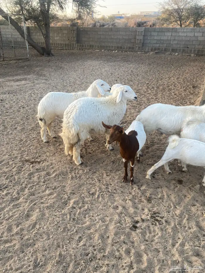 حلال نضيف للبيع 2